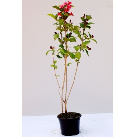 WEIGELA FLORIDA