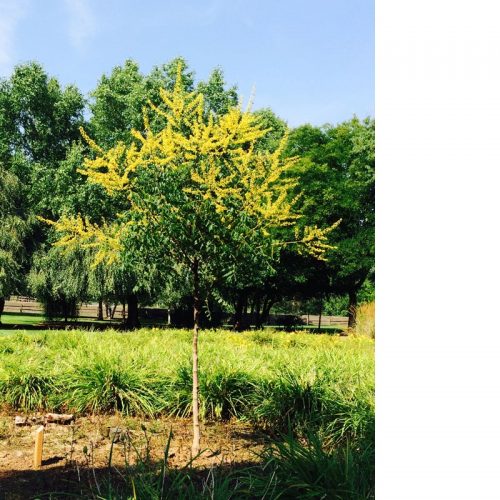 KOELREUTERIA PANICULATA 350/400