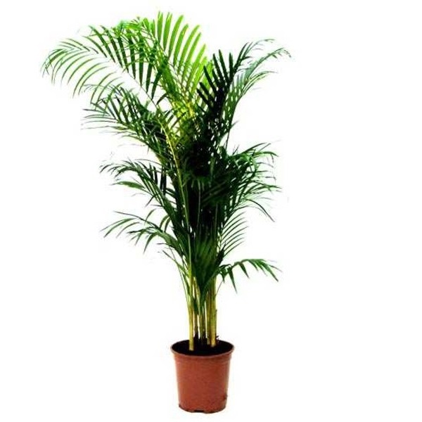 ARECA  LUTESCENS P22 140