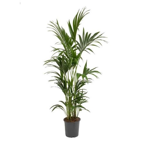 KENTIA (HOWEA) P27 H180