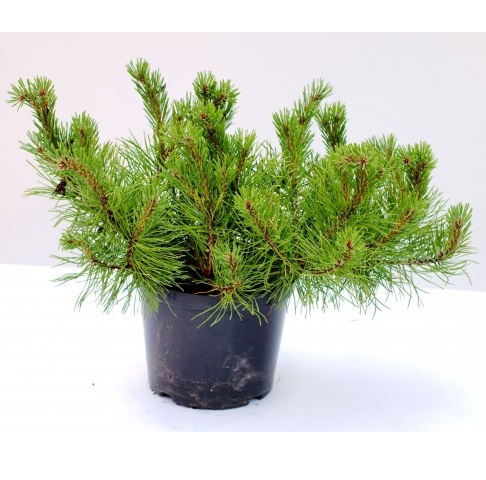 PINUS MONTICOLA  PIN