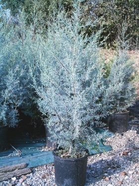 CUPRESSUS ARIZ. FASTIGIATA C18 40-50 1/2
