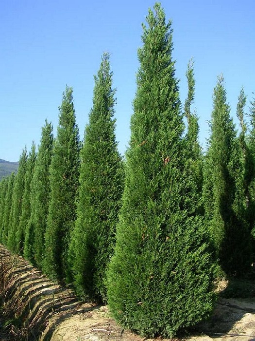 CUPRESOCYPARIS LEYLANDII  PYRAMIDALIS 250/300 C35L