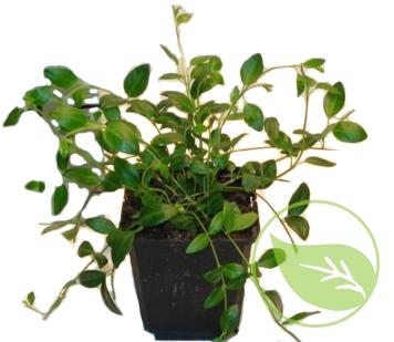 VINCA P9