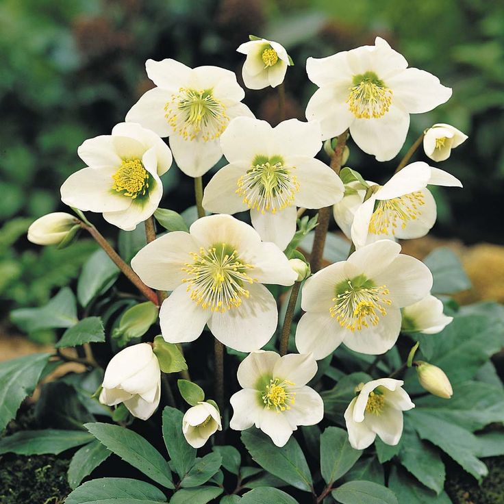 Helleborus niger 'Christmas Carol' P12 H20