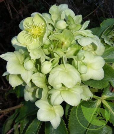 HELLEBORUS PURPURASCENS P9