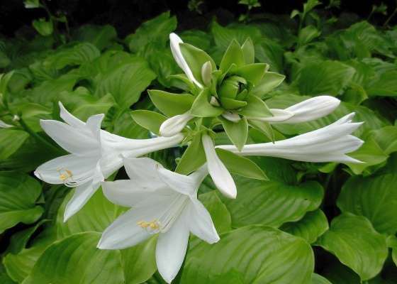 HOSTA MIX P13 H25 CRIN DE TOAMNA