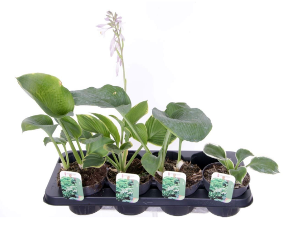 HOSTA MIX P13 H25 CRIN DE TOAMNA