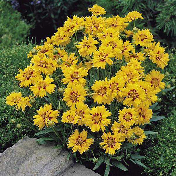 COREOPSIS MIX P17 H40