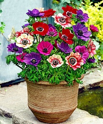 [90AN0009] ANEMONE FANTASY JASMINE P19 H75