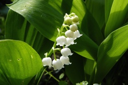 [90CO0077] CONVALLARIA MAJALIS P9