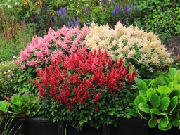 [90AS0008] ASTILBE MIX P17