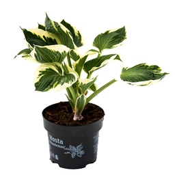 [90HO0003] Hosta Autumn Frost