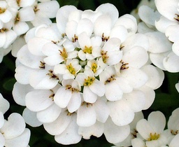 [90IB0001] IBERIS SEMPERVIRENS SNOW CONE P13 H25