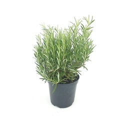 [90RO0003] ROSMARINUS OFFICINALIS C25 H 50-60 ROZMARIN