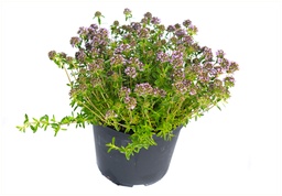 [90AR0056] AROMATICE P12cm
