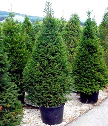 [90TA0029] TAXUS BACCATA 175/200 C110 L TISA