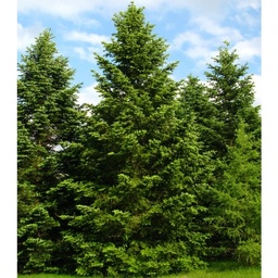 [90AB0041] ABIES NORDMANNIANA C70 300/350 BRAD