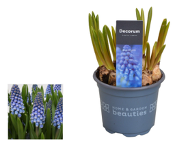 [90LI0004] LIRIOPE MUSCARI P9 H15