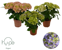 [90HY0018] HYDRANGEA MACROPHYLLA MIX P15 H45 HORTENSIA