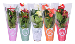 [90AN0001] Anthurium (Andreanum Grp) mixed 4 colours P12 H35