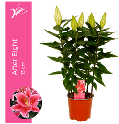 [90LI0034] Lilium (Oriental Grp) 'After Eight' P19 H50