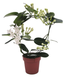[90ST0001] Stephanotis Floribunda P12 H45