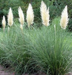 [90CO0131] CORTADERIA SELLONA 'ROSEA' P17 H50