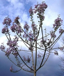 [90PA0003] PAULOWNIA TOMENTOSA IMPERIALIS 10\12 C25
