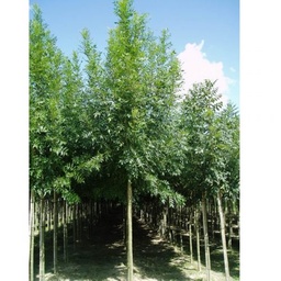 [90FR0016] FRAXINUS ANGUSTIFOLIA RAYWOOD  12/14C35L  FRASIN