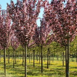 [90PR0116] PRUNUS SERRULATA ROYAL BURGUNDY C35 10/12