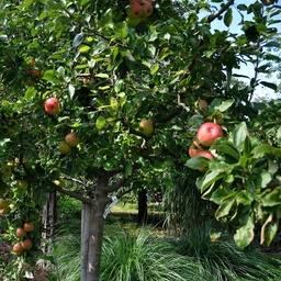 [90MA0072] MALUS ELLY C35L 175/200
