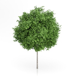 [90PL0020] PLATANUS ACERIFOLIA 30/35 PLATAN