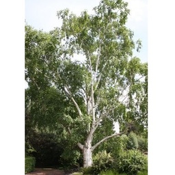 [90BE0107] BETULA UTILIS DOORENBOS C35 300/350