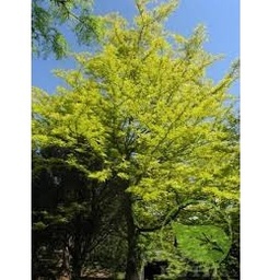 [90GL0007]  GLEDITSIA TRIACHANTOS 10/12 C30L