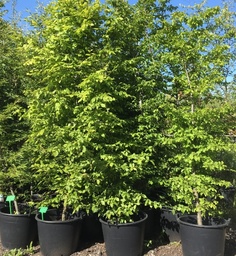[90CA0133] Carpinus Betulus FASTIGIATA 18/20 C160L