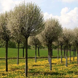 [90PR0114] ***PRUNUS FRUT. GLOBOSA C50 14-16