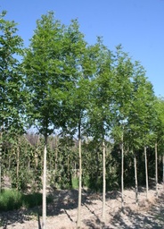 [90FR0027] Fraxinus Excelsior Altena C 18/20Frasin