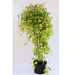[90SA0002] SALIX CAPREA PENDULA C7 SALCIE