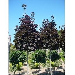 [90AC0062] Acer Palm . Dissectum C22l  Artar Japonez