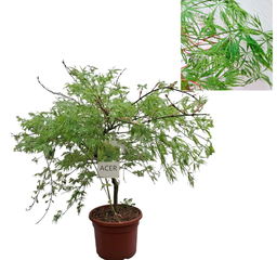 [90AC0062] Acer palm. 'Dissectum' C22L Artar Japonez