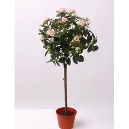[90RO0042] ROSA MINIATUUR STAM P15 H65 TRANDAFIR