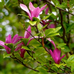 [90MA0121] MAGNOLIA SUSAN C35 125/150