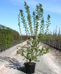 [90CR0076] CRATAEGUS "PAUL'S SCARLET"  C30 8/10 PADUCEL