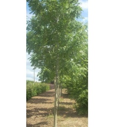 [90FR0024] FRAXINUS ORNUS 20/25  C160 L  FRASIN