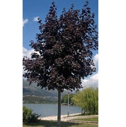 [90AC0081] ***ACER PLAT. CRIMSON KING 10/12 C35L ARTAR ROSU