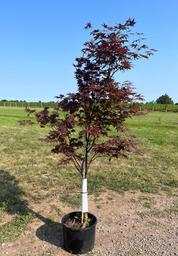[90AC0081] ACER PLAT. 'CRIMSON KING' 10/12 C35L ARTAR ROSU