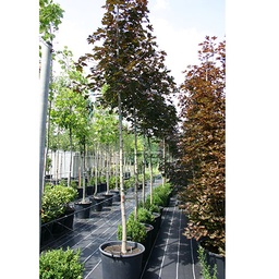 [90AC0082] ACER PLATANOIDES 8/10  C35 L