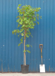 [90AC0082] ACER PLATANOIDES 8/10 C35L