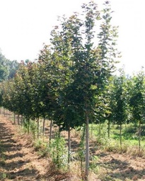 [90AC0079] ***ACER PLATANOIDES 8/10 BALOT